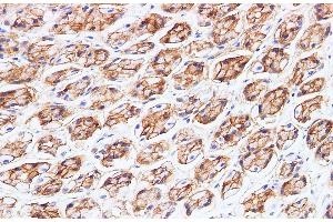 Immunohistochemistry of paraffin-embedded Rat stomach using BSG Polyclonal Antibody at dilution of 1:200 (CD147 Antikörper)