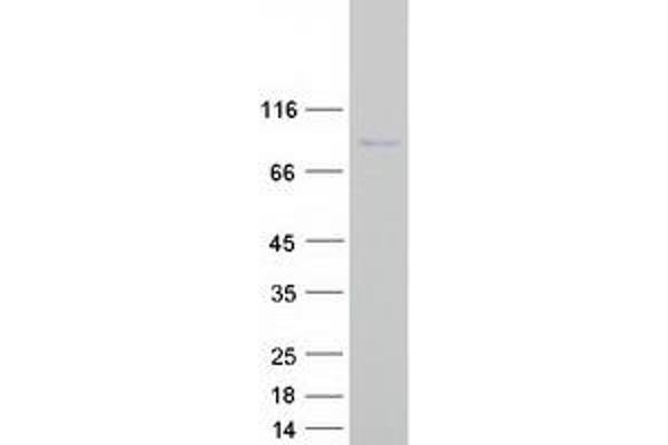 CENPT Protein (Myc-DYKDDDDK Tag)