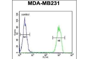 C Antibody (N-term) (ABIN650926 and ABIN2839997) flow cytometric analysis of MDA-M cells (right histogram) compared to a negative control cell (left histogram). (CJ119 (AA 143-171), (N-Term) Antikörper)