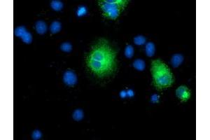 Anti-TMEM80 mouse monoclonal antibody (ABIN2453727) immunofluorescent staining of COS7 cells transiently transfected by pCMV6-ENTRY TMEM80 (RC202288). (TMEM80 Antikörper)