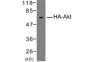 Image no. 1 for anti-HA-Tag antibody (ABIN6580607) (HA-Tag Antikörper)