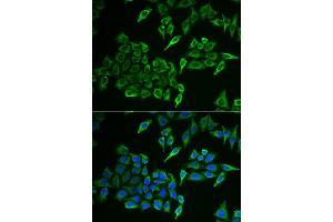 Immunofluorescence analysis of HeLa cell using COX4I1 antibody. (COX IV Antikörper)