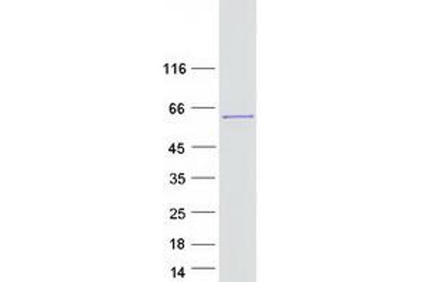 HABP4 Protein (Myc-DYKDDDDK Tag)