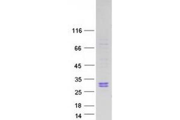 RNASE10 Protein (Myc-DYKDDDDK Tag)