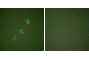 Peptide - +Immunofluorescence analysis of NIH/3T3 cells, using HSP10 antibody (#C0230). (HSPE1 Antikörper)