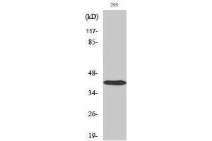 Western Blotting (WB) image for anti-Jun Proto-Oncogene (JUN) (Ser657) antibody (ABIN3183302) (C-JUN Antikörper  (Ser657))