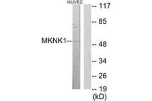 Western Blotting (WB) image for anti-MAP Kinase Interacting serine/threonine Kinase 1 (MKNK1) (AA 111-160) antibody (ABIN2889741) (MKNK1 Antikörper  (AA 111-160))