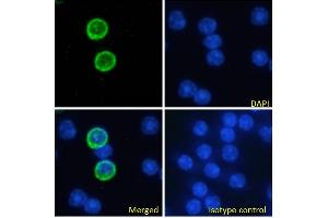 Immunofluorescence staining of fixed mouse splenocytes with anti-GITR antibody YGITR765. (Rekombinanter TNFRSF18 Antikörper)