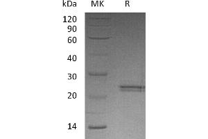 Greater than 95 % as determined by reducing SDS-PAGE. (CNTF Protein)