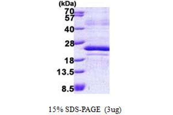 MafF Protein (AA 1-164) (His tag)