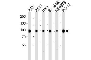 Western blot analysis of lysates from A431, A549, Hela, SK-N-MC, mouse NIH/3T3, rat PC-12 cell line (from left to right), using HSP90 Antibody (C-term) (ABIN6243457 and ABIN6577429). (HSP90 Antikörper  (C-Term))