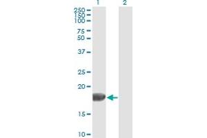 Western Blotting (WB) image for anti-Fibroblast Growth Factor 1 (Acidic) (FGF1) (AA 46-155) antibody (ABIN515608)