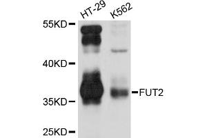 Western blot analysis of extracts of various cell lines, using FUT2 antibody (ABIN5974994) at 1/1000 dilution. (FUT2 Antikörper)