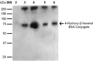 Western Blot analysis of 4-hydroxy-2-hexanal-BSA Conjugate showing detection of 67 kDa 4-hydroxy-2-hexenal-BSA using Mouse Anti-4-hydroxy-2-hexenal Monoclonal Antibody, Clone 6F10 . (4-Hydroxy-2-Hexenal (4-HHE) Antikörper (Biotin))