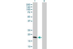 Lane 1: ID4 transfected lysate ( 16. (ID4 293T Cell Transient Overexpression Lysate(Denatured))