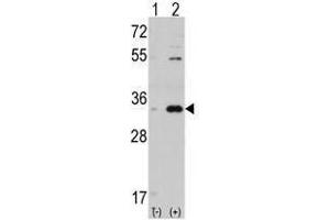 Image no. 1 for anti-Cyclin-Dependent Kinase 1 (CDK1) (C-Term) antibody (ABIN357036) (CDK1 Antikörper  (C-Term))