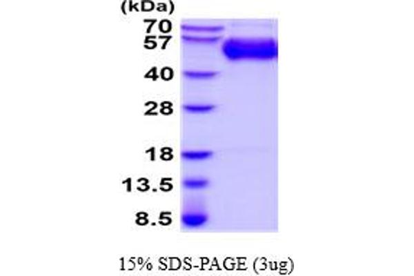 Macrophage Scavenger Receptor 1 Protein (MSR1) (AA 77-451) (His tag)