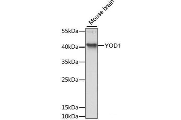 YOD1 Antikörper
