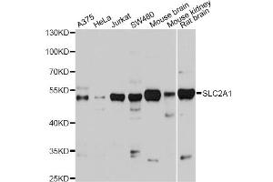 Western blot analysis of extracts of various cell lines, using SLC2A1 antibody (ABIN2559969) at 1:1000 dilution. (GLUT1 Antikörper)