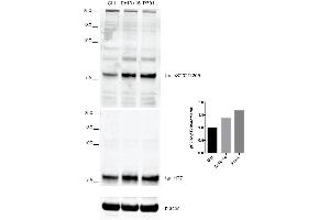 Western Blot analysis of Human iPSC-derived cortical neurons showing detection of Tau protein using Rabbit Anti-Tau Monoclonal Antibody, Clone AH36 (ABIN6932903). (tau Antikörper  (pSer202, pThr205) (HRP))