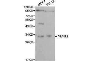 Western blot analysis of extracts of various cell lines, using PSME3 antibody. (PSME3 Antikörper  (AA 1-254))
