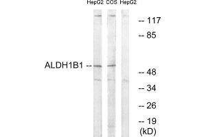 Western blot analysis of extracts from HepG2 cells and COS cells, using ALDH1B1 antibody. (ALDH1B1 Antikörper  (Internal Region))