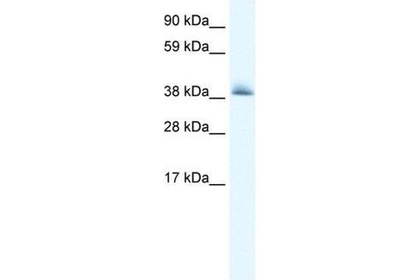 KCTD13 Antikörper  (N-Term)