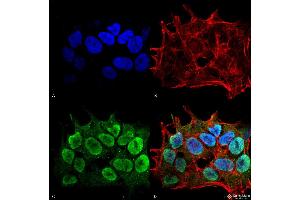 Immunocytochemistry/Immunofluorescence analysis using Mouse Anti-SHANK1/SHANK3 Monoclonal Antibody, Clone S367-51 . (SHANK3 Antikörper  (AA 538-626) (PerCP))