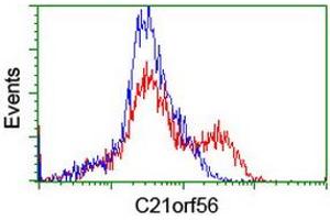 HEK293T cells transfected with either RC224562 overexpress plasmid (Red) or empty vector control plasmid (Blue) were immunostained by anti-C21orf56 antibody (ABIN2455751), and then analyzed by flow cytometry. (C21ORF56 Antikörper)