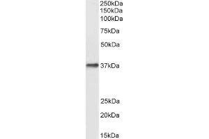 ABIN2562305 (0. (DARC Antikörper  (N-Term))