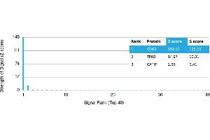 Protein Array (PAr) image for anti-CD63 (CD63) antibody (ABIN7456346) (CD63 Antikörper)