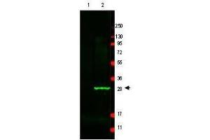 Image no. 1 for anti-Green Fluorescent Protein (GFP) antibody (ABIN1101734) (GFP Antikörper)