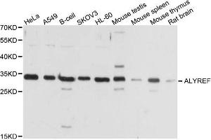 Western blot analysis of extracts of various cell lines, using ALYREF antibody. (THO Complex 4 Antikörper)