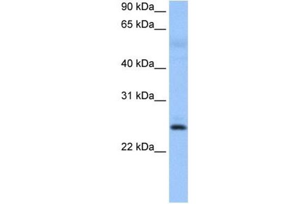 ROPN1B Antikörper  (N-Term)