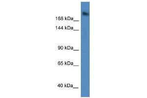 Western Blot showing WDR87 antibody used at a concentration of 1 ug/ml against A549 Cell Lysate (WDR87 Antikörper  (C-Term))