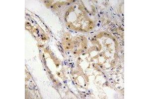 Immunohistochemical analysis of SPZ1 staining in human kidney formalin fixed paraffin embedded tissue section. (SPZ1 Antikörper  (N-Term))