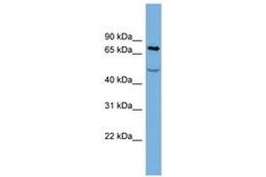 Image no. 1 for anti-Stromal Interaction Molecule 1 (STIM1) (AA 611-660) antibody (ABIN6743366) (STIM1 Antikörper  (AA 611-660))