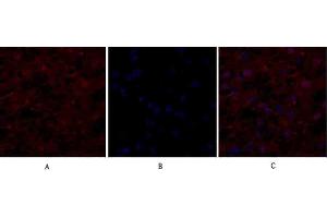 Immunofluorescence analysis of human liver tissue. (EIF2A Antikörper)