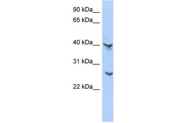 ATP6V0E2 Antikörper  (Middle Region)