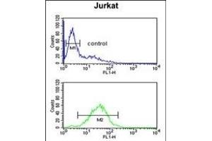 MFRN2 Antibody (N-term) (ABIN651437 and ABIN2840240) flow cytometric analysis of Jurkat cells (bottom histogram) compared to a negative control cell (top histogram). (SLC25A28 Antikörper  (N-Term))