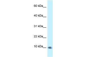 Western Blot showing PSMG3 antibody used at a concentration of 1. (PSMG3 Antikörper  (C-Term))