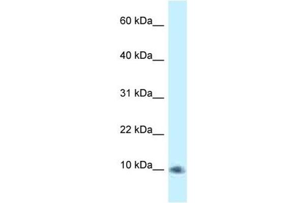 PSMG3 Antikörper  (C-Term)