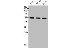 Western blot analysis of 293T AD293 Hela using p-Parkin (S131) antibody. (Parkin Antikörper  (pSer131))