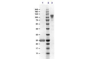 SDS-PAGE (SDS) image for Goat anti-Mouse IgG (Fc Region) antibody - Preadsorbed (ABIN965159)