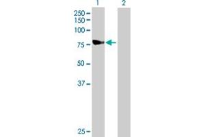 Western Blot analysis of NDUFS1 expression in transfected 293T cell line by NDUFS1 MaxPab polyclonal antibody. (NDUFS1 Antikörper  (AA 1-727))