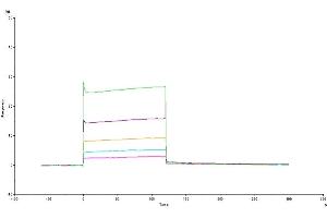 Surface Plasmon Resonance (SPR) image for Leukocyte Immunoglobulin-Like Receptor, Subfamily B (With TM and ITIM Domains), Member 2 (LILRB2) (AA 22-229) protein (His tag) (ABIN7275165)