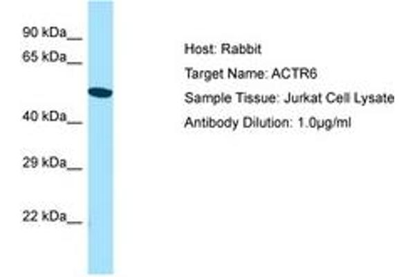 ACTR6 Antikörper  (AA 243-292)