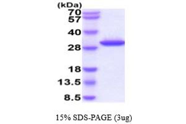 GZMK Protein (AA 27-264) (His tag)