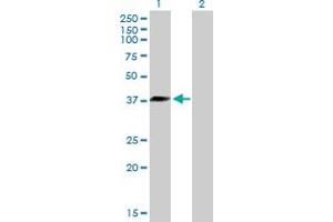 Western Blot analysis of DNAJB6 expression in transfected 293T cell line by DNAJB6 MaxPab polyclonal antibody. (DNAJB6 Antikörper  (AA 1-326))