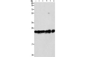 Western Blotting (WB) image for anti-sigma Non-Opioid Intracellular Receptor 1 (SIGMAR1) antibody (ABIN2422764) (SIGMAR1 Antikörper)